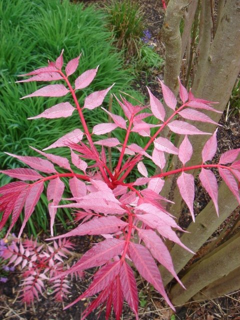 Toona sinensis 'Flamingo'